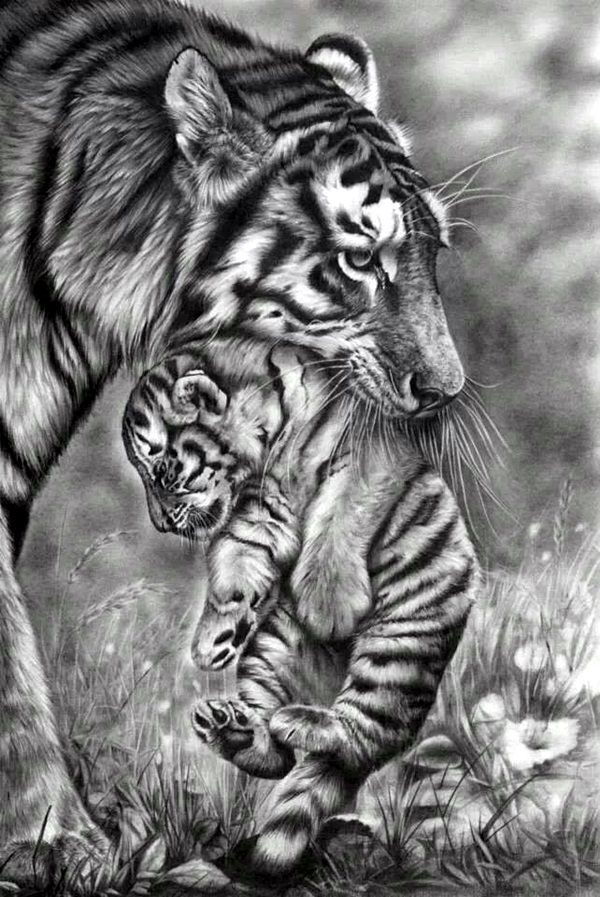 50-easy-pencil-drawings-of-animals-that-look-so-realistic