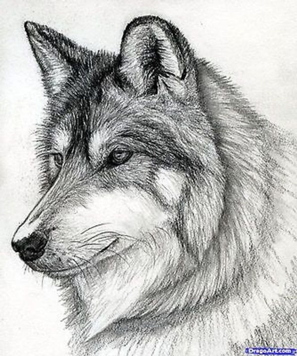 50 Easy Pencil Drawings Of Animals That Look So Realistic