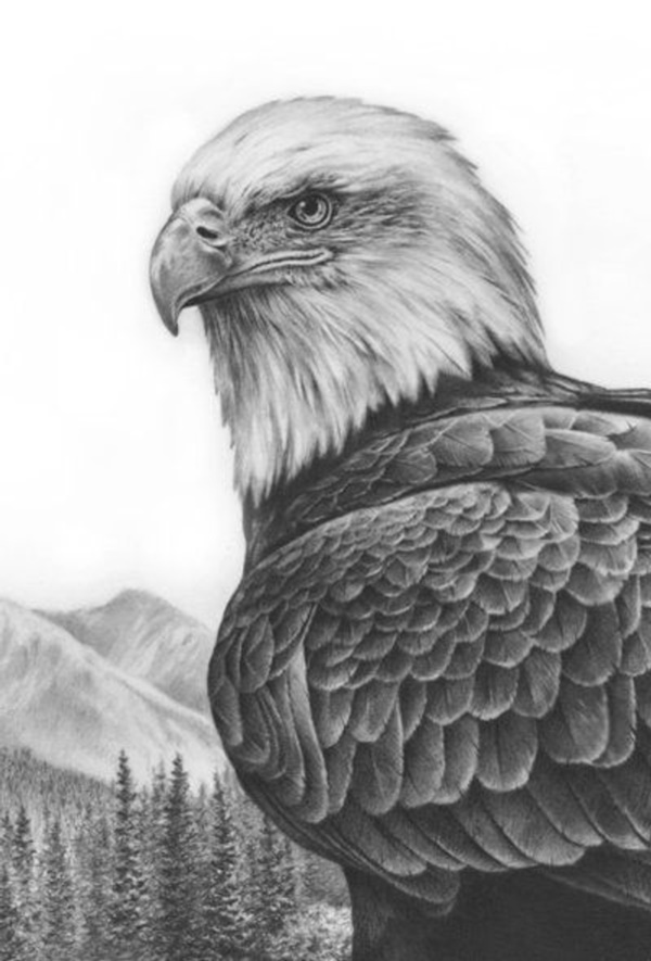 Pencil drawings of realistic animals