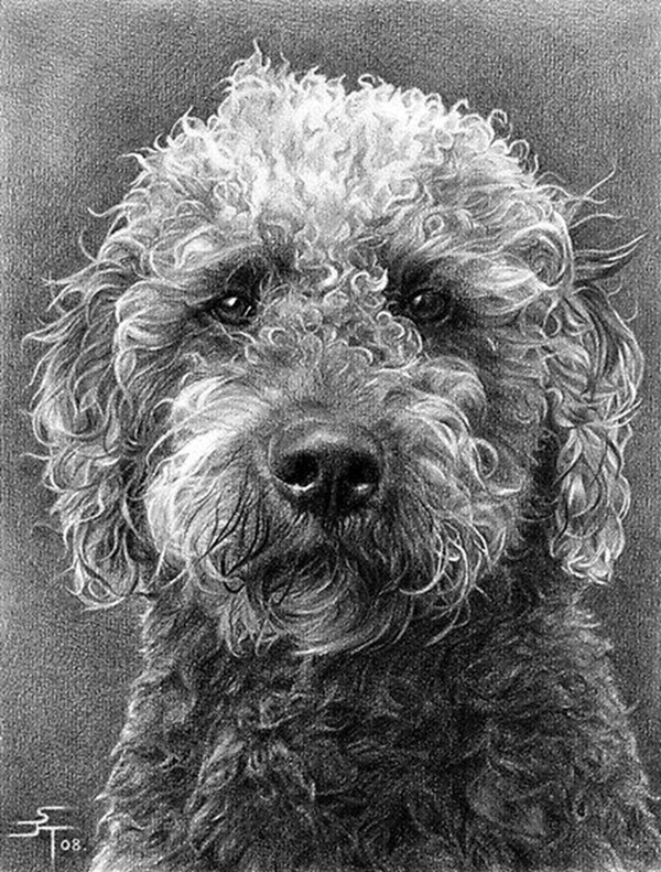 50 Easy Pencil Drawings of Animals That Look So Realistic