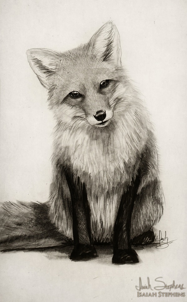 50 Easy Pencil Drawings Of Animals That Look So Realistic