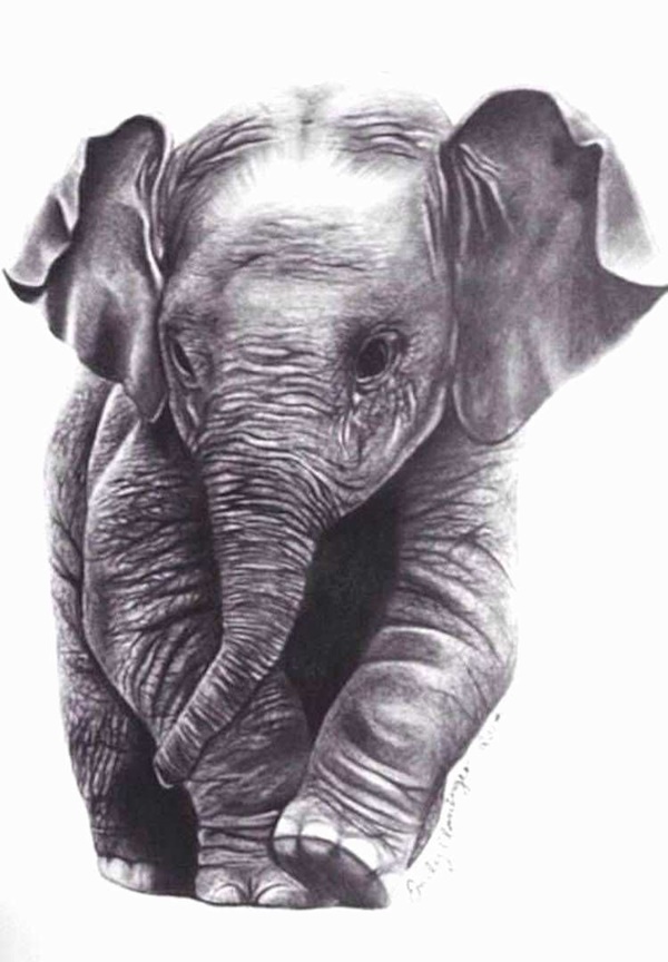 Easy Pencil Drawings of Animals That Look So Realistic