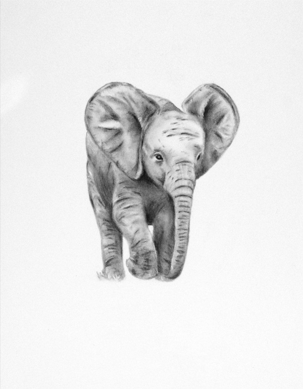 50 Easy Pencil Drawings Of Animals That Look So Realistic