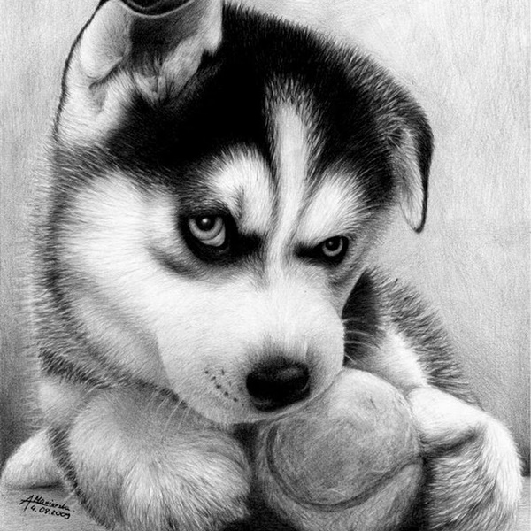 Easy Pencil Drawings of Animals That Look So Realistic