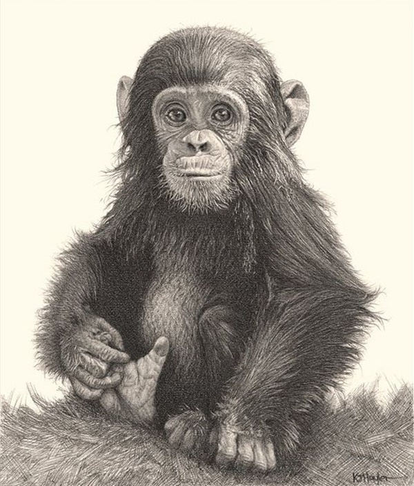 50+ Easy Pencil Drawings of Animals That Look So Realistic