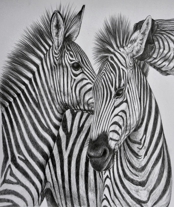 Easy Pencil Drawings of Animals That Look So Realistic