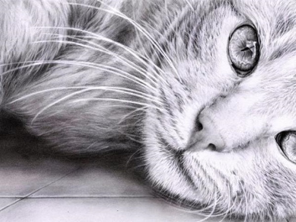 Easy Pencil Drawing Images Animals - Goimages U